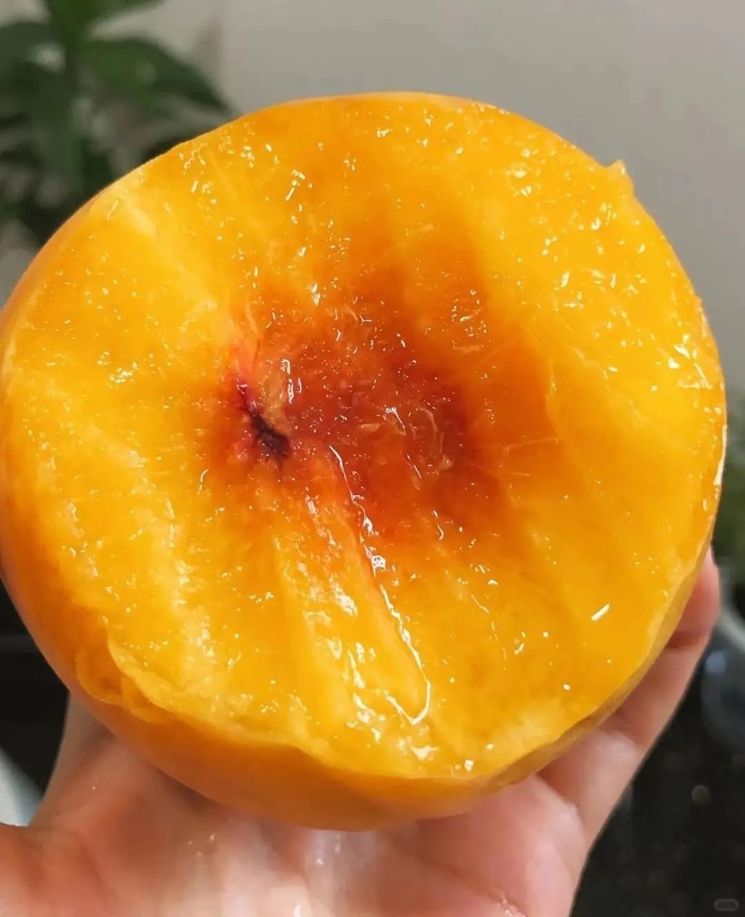 🍑 Graines de Pêcher - La Douceur du Sud dans Votre Jardin